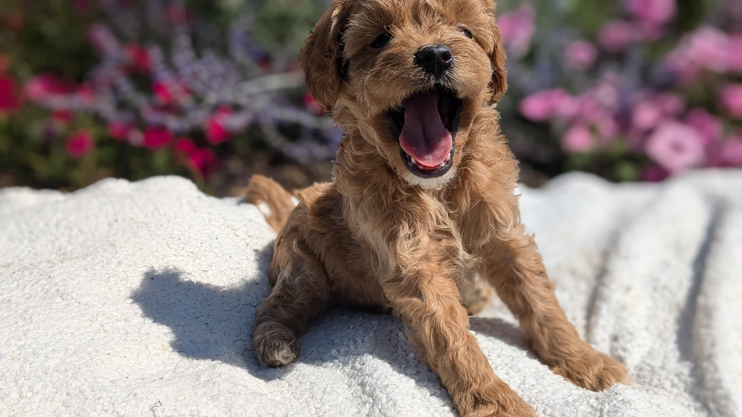 CAVAPOO (08/02) FEMALE