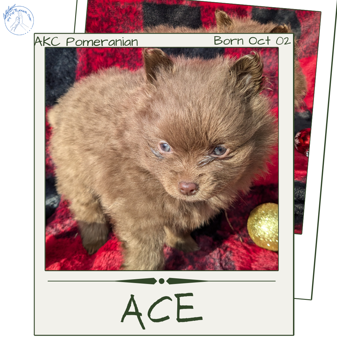 POMERANIAM (10/02) MALE