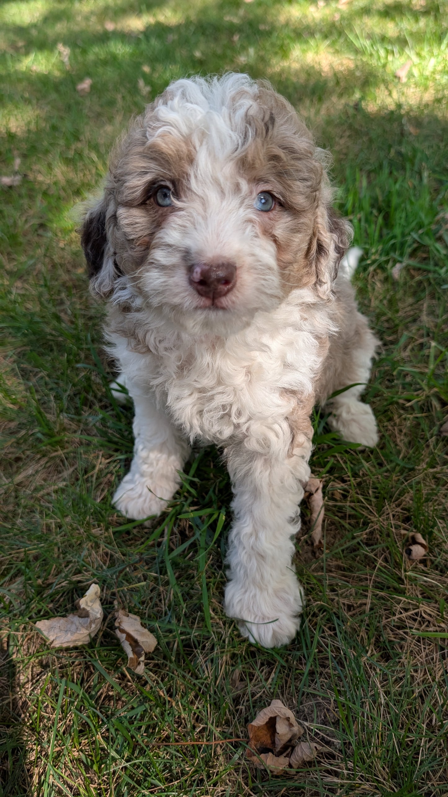MINI BERNEDOODLE (08/06) FEMALE