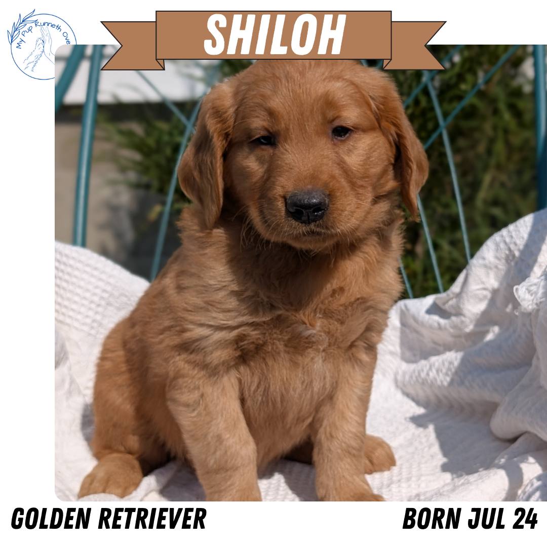 GOLDEN RETRIEVER (07/24) MALE