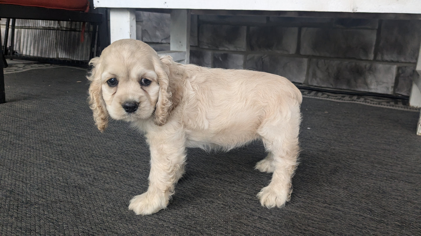 COCKER SPANIEL (06/15) FEMALE