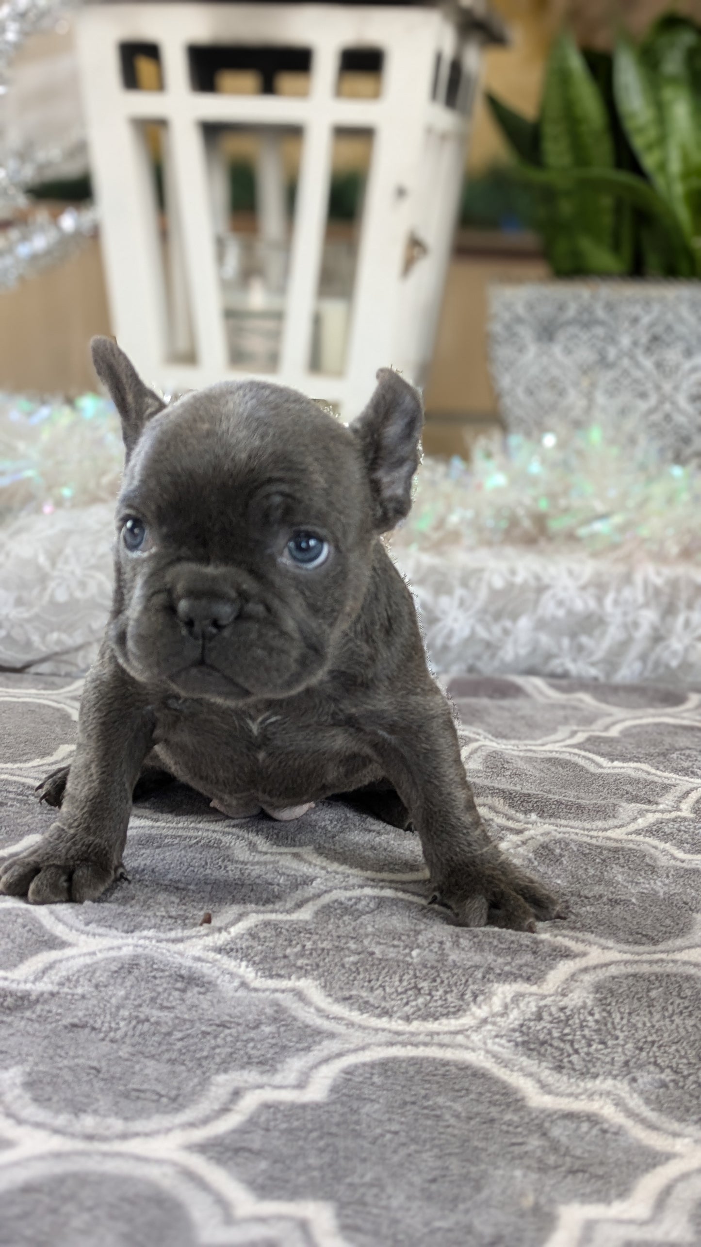 FRENCH BULLDOG (10/12) FEMALE