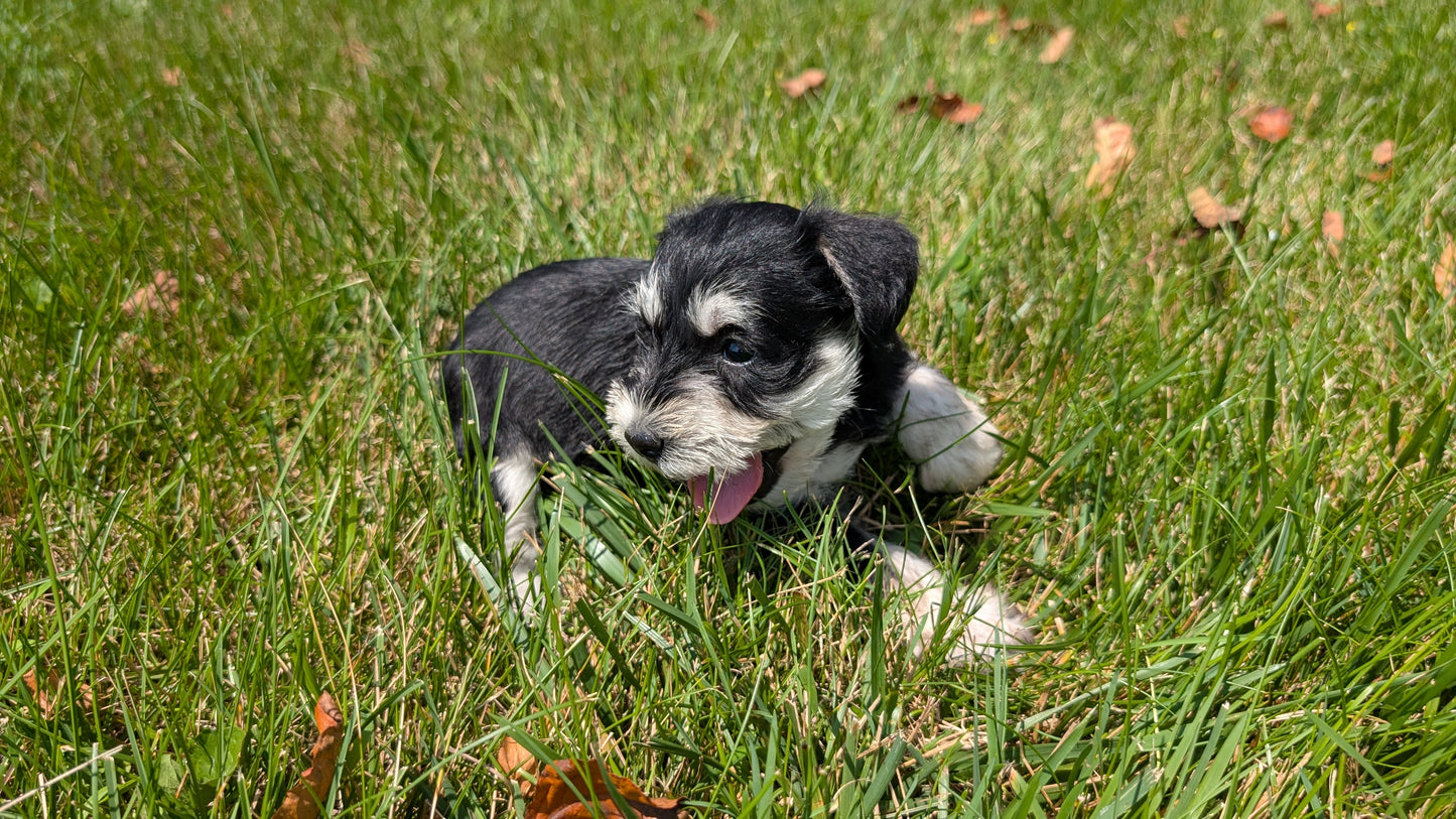 MINI SCHNAUZER (05/29) FEMALE