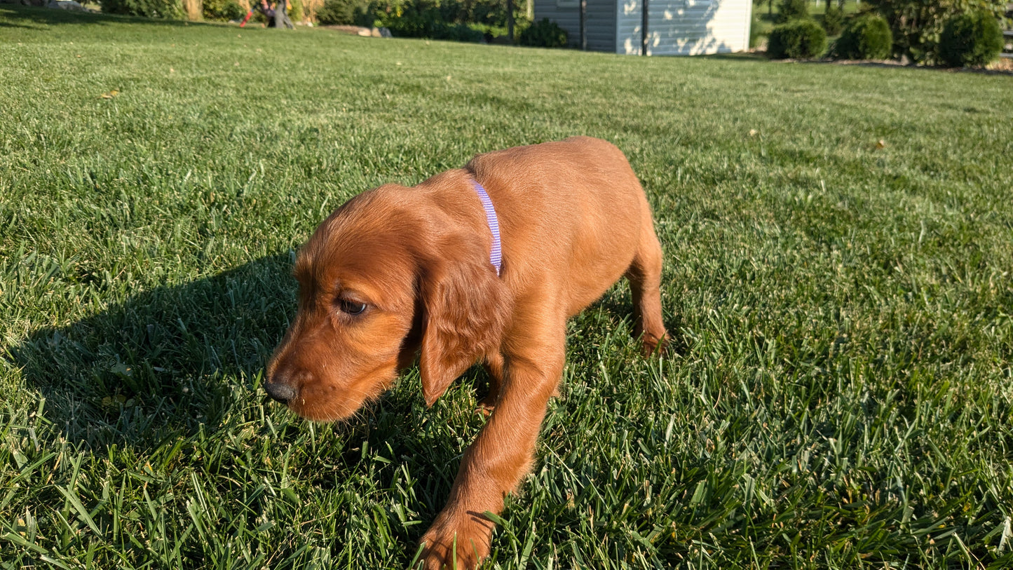 IRISH SETTER (07/20) FEMALE