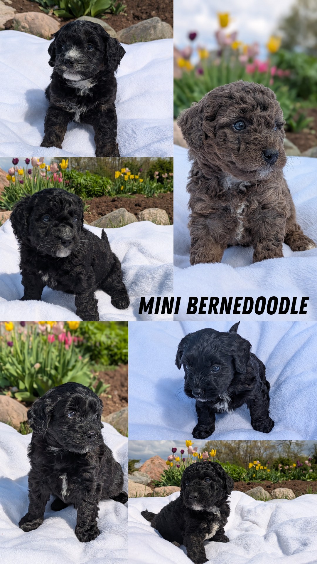 MINI BERNEDOODLE (03/30) MALE