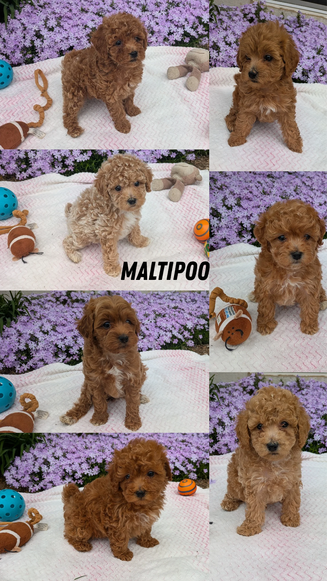 MALTIPOO (03/15) MALE