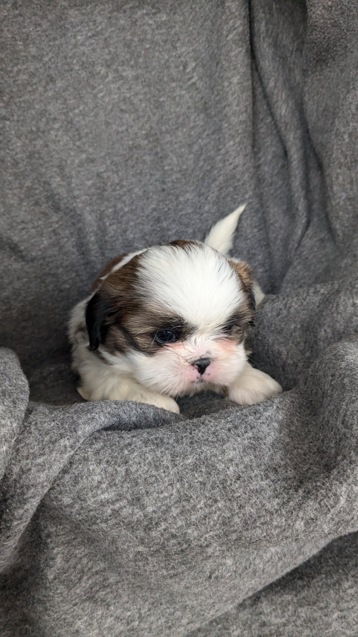 SHIH TZU (10/08) FEMALE