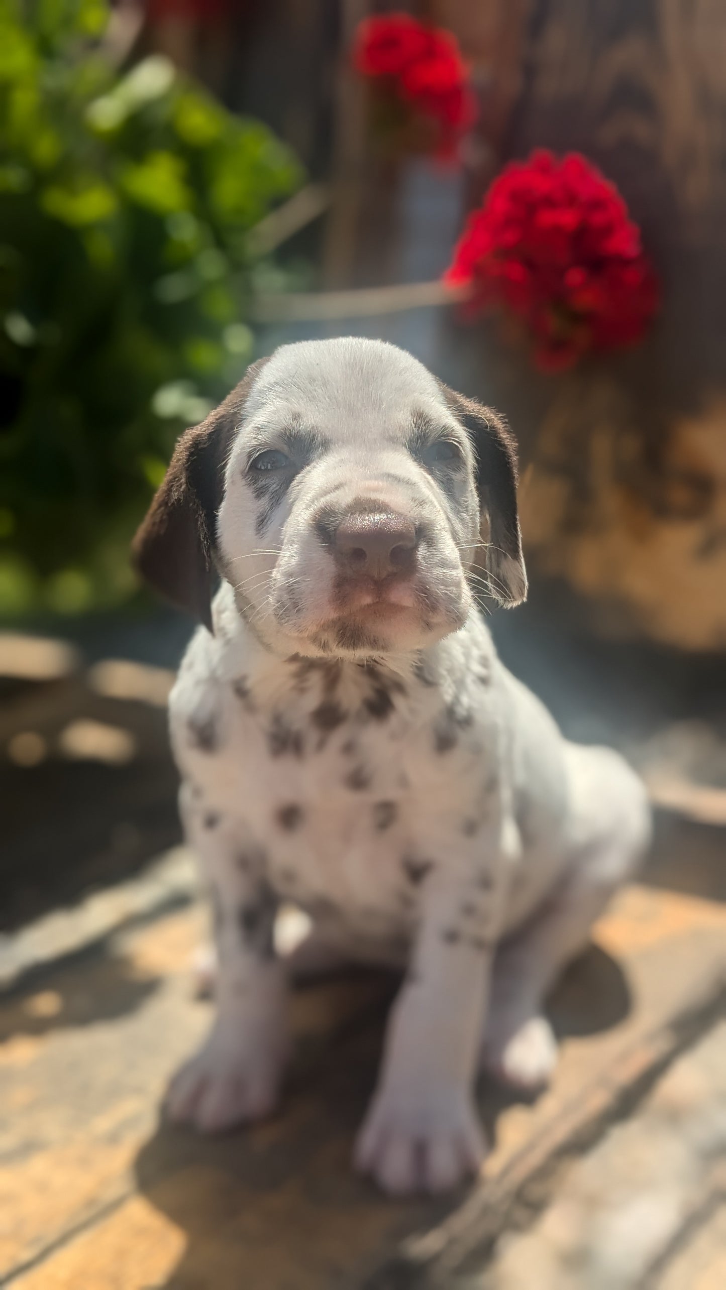 DALMATIAN (05/26) MALE