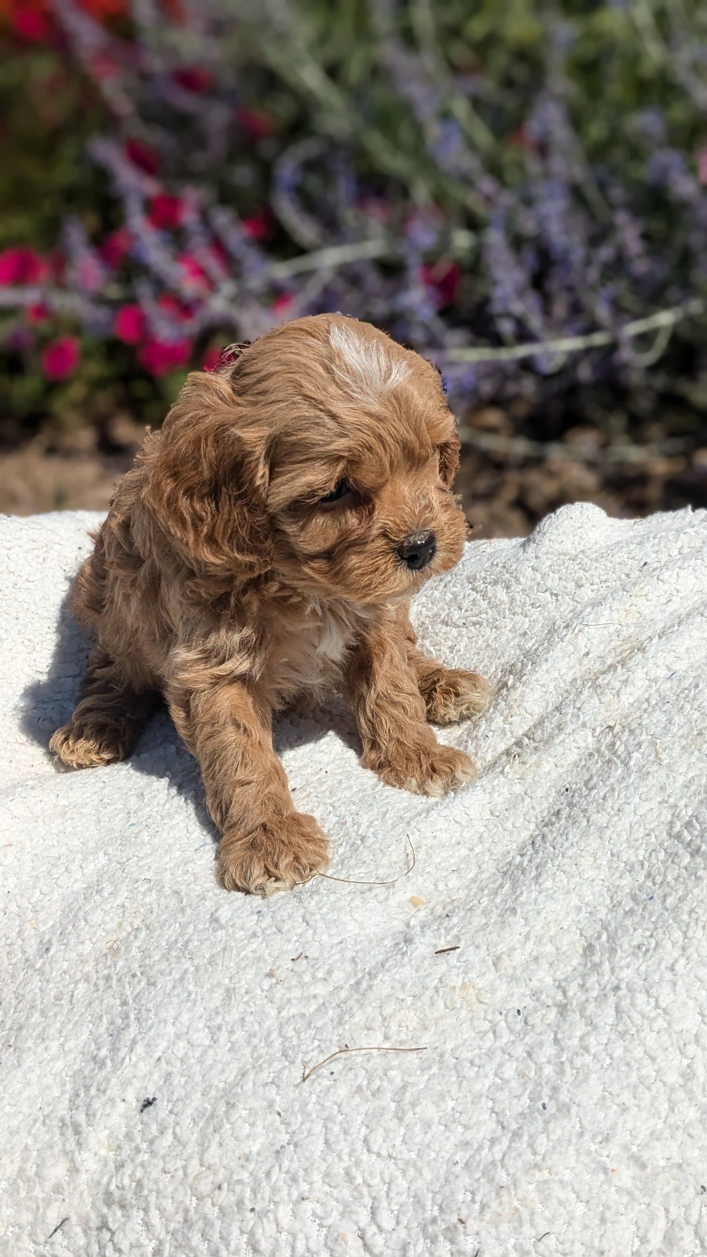 CAVAPOO (08/02) FEMALE