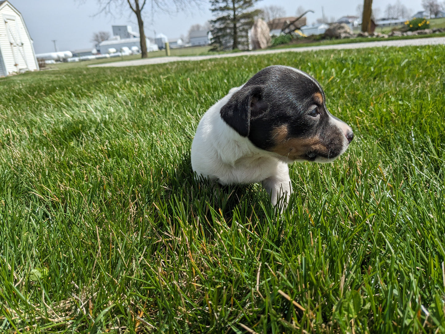 JACK RUSSELL TERRIER (03/08) FEMALE