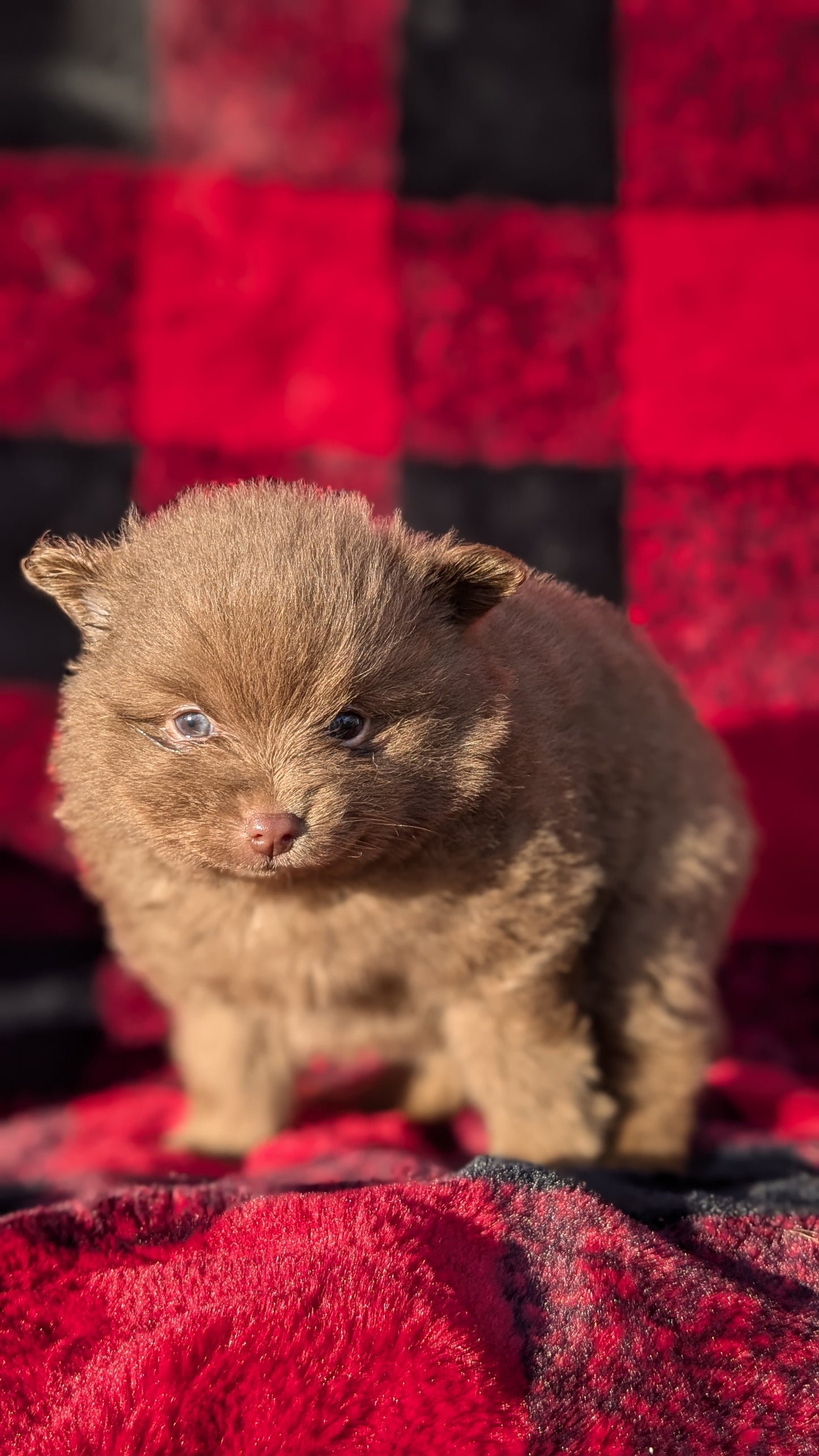 POMERANIAM (10/02) MALE