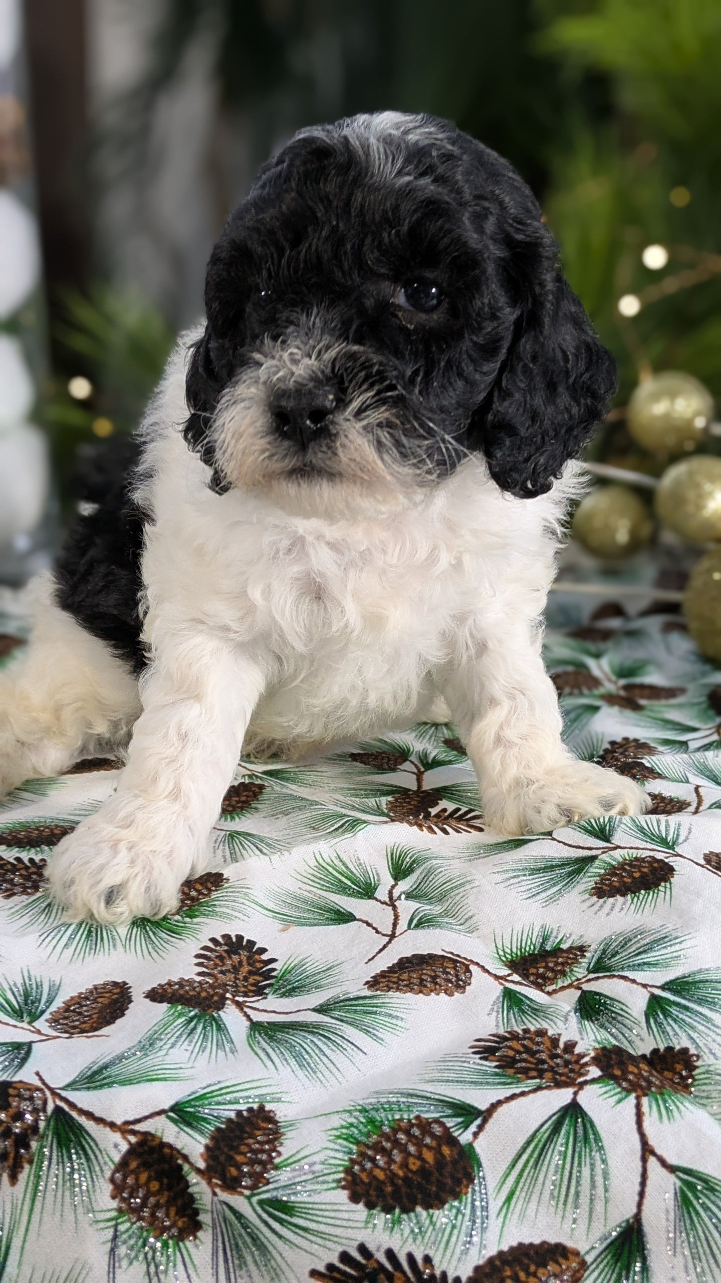 COCKAPOO (10/14) MALE