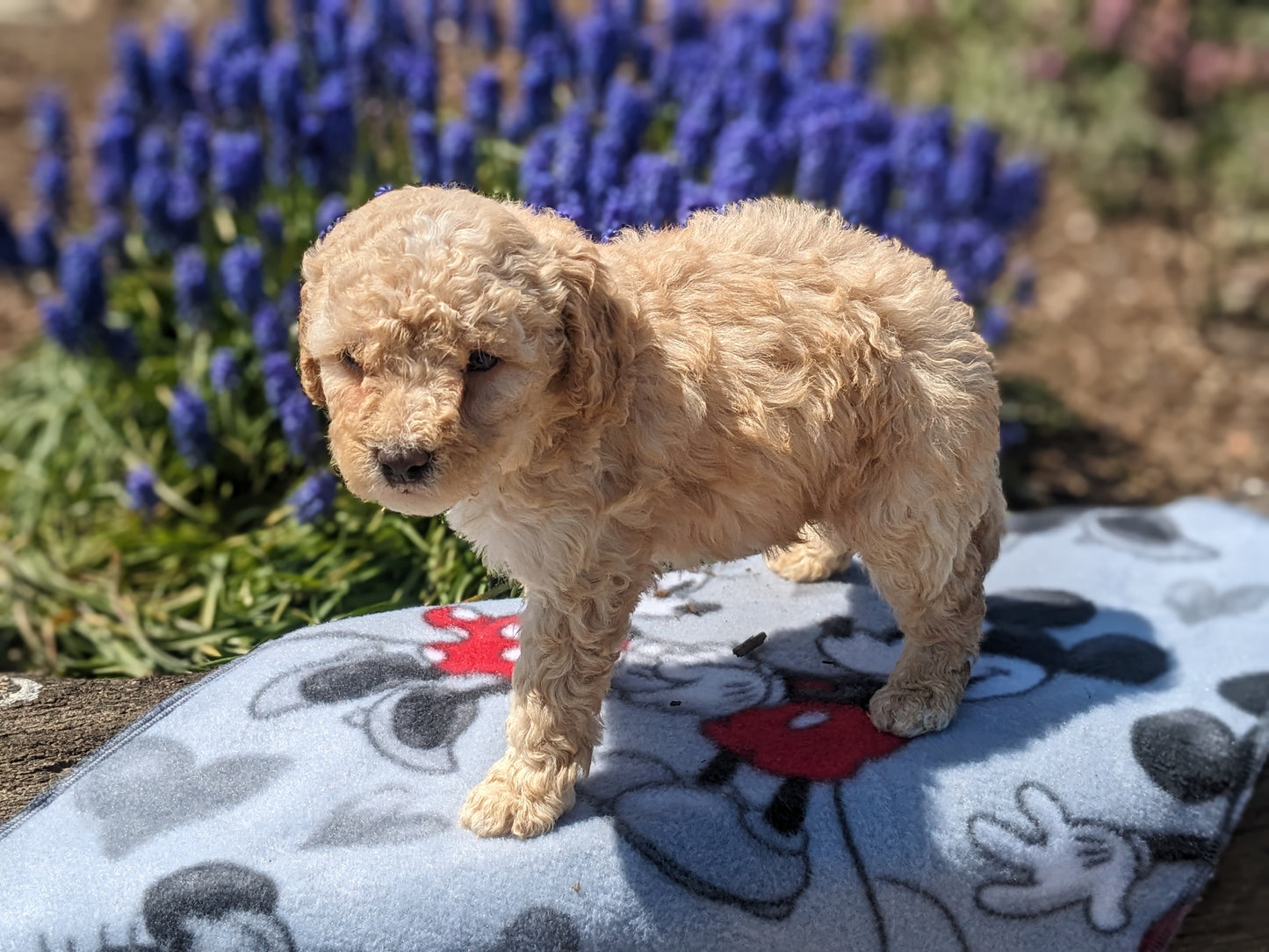 MICRO BERNEDOODLES (03/18) FEMALE
