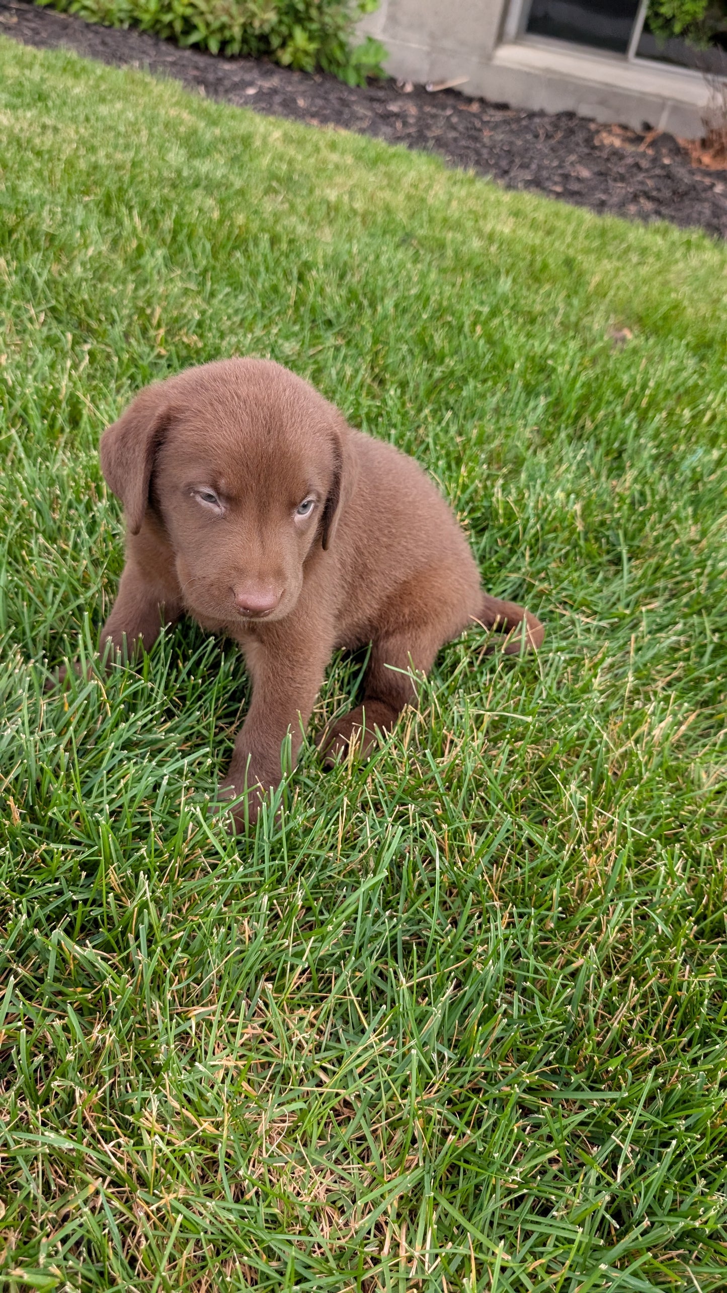 LABRADOR RETRIEVER (05/21) MALE