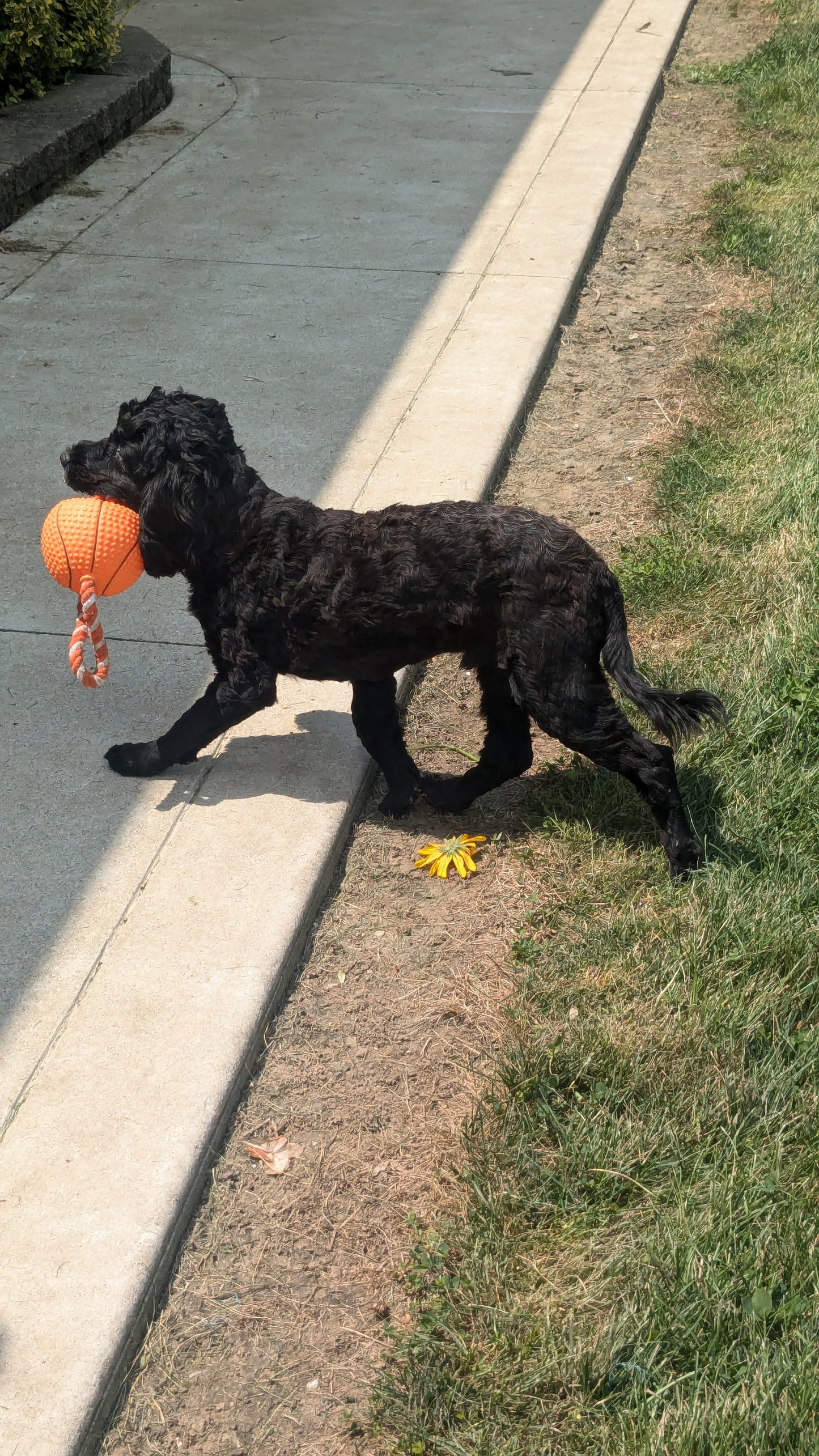 COCKAPOO (01/01) MALE