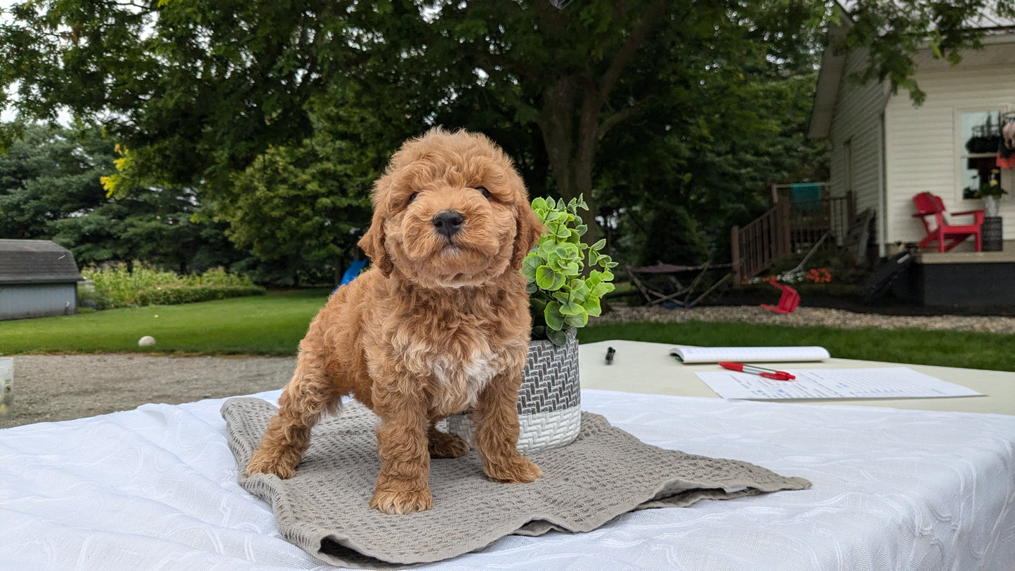 MINI GOLDENDOODLE (06/09) MALE