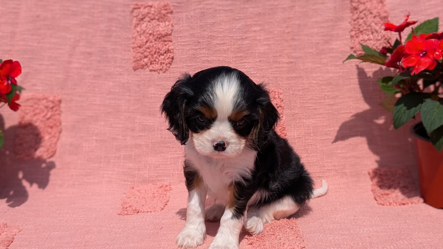 CAVALIER (05/06) MALE