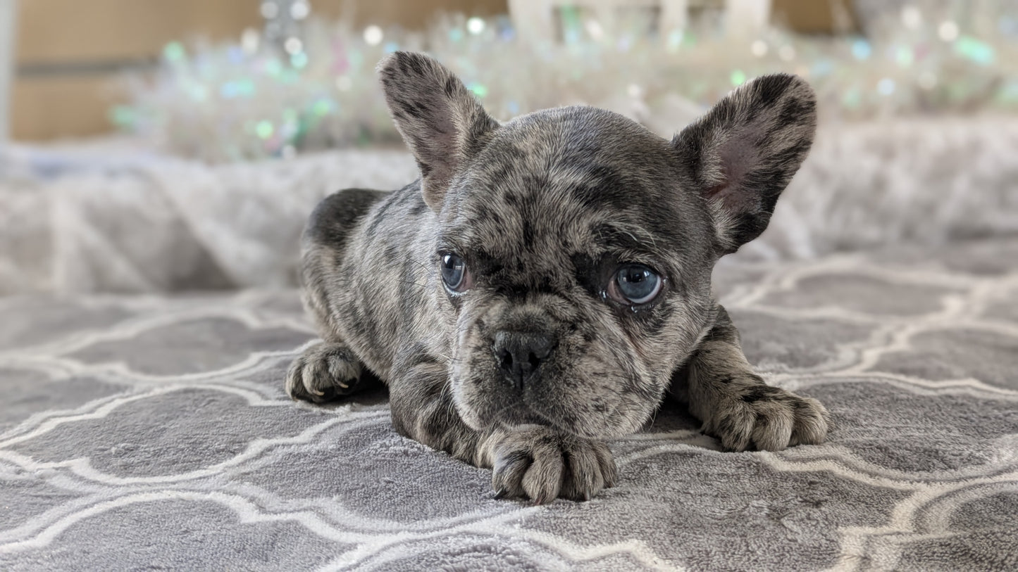 FRENCH BULLDOG (10/12) FEMALE