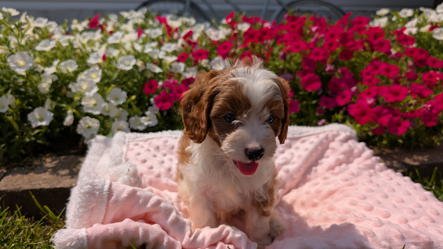 CAVAPOO (06/19) MALE