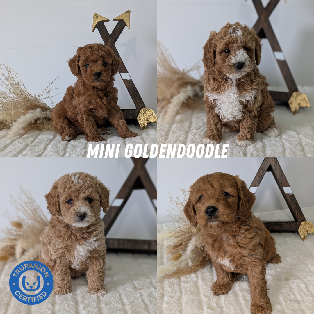 MINI GOLDENDOODLE (03/28) MALE