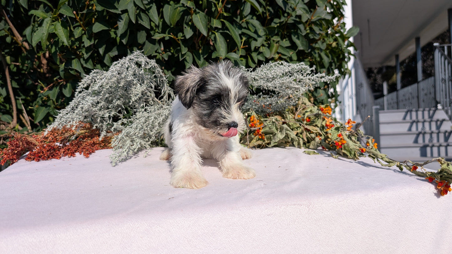 MINI SCHNAUZER (08/06) FEMALE