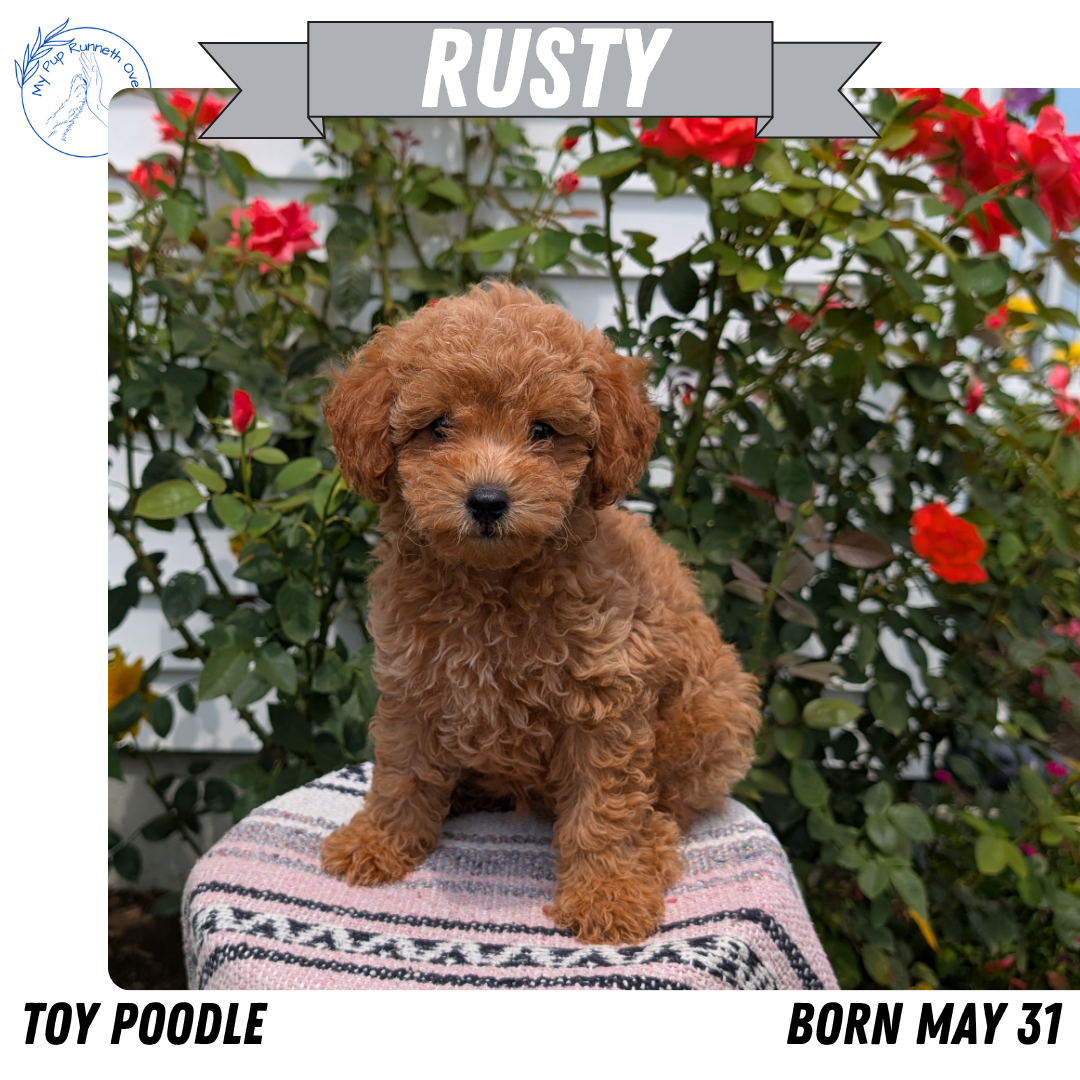 TOY POODLE (05/31) MALE
