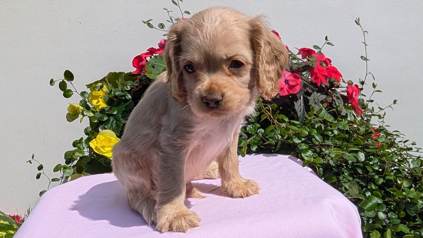 COCKER SPANIEL (07/16) MALE