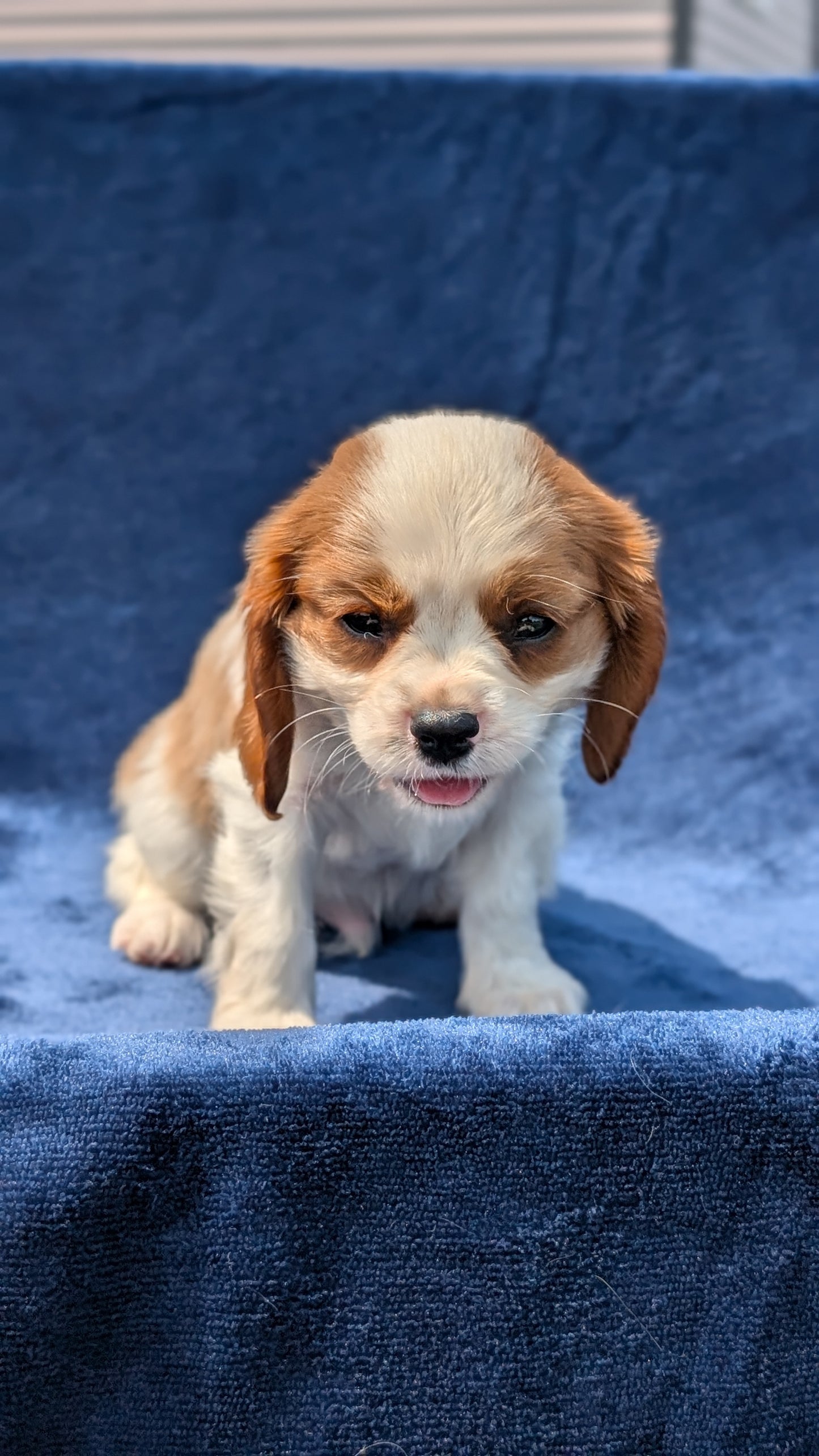 CAVALIER (05/19) MALE