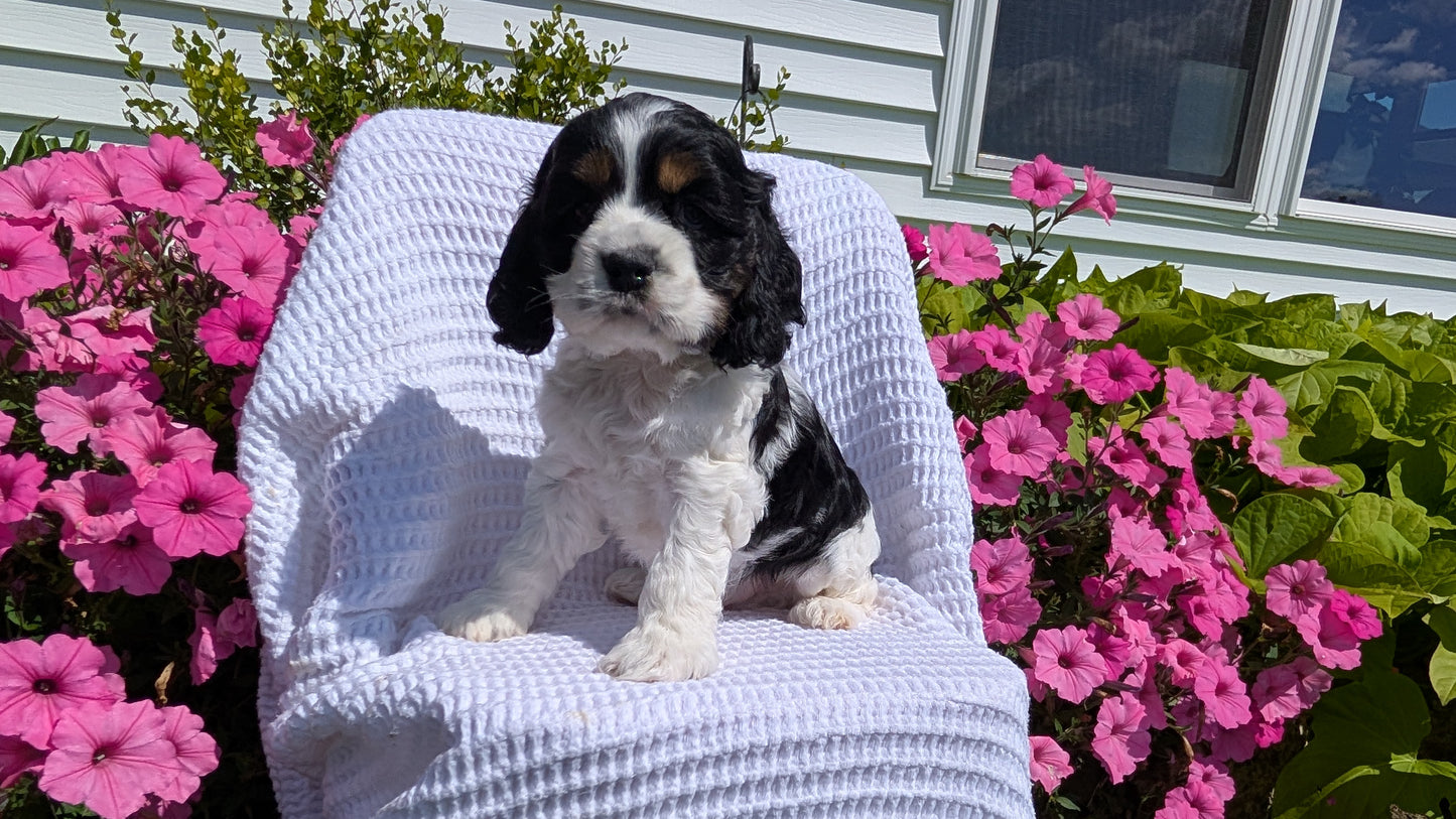 COCKER SPANIEL (07/17) MALE
