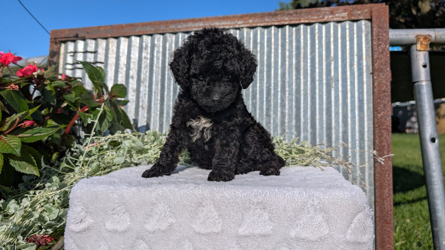 TOY POODLE (07/06) MALE