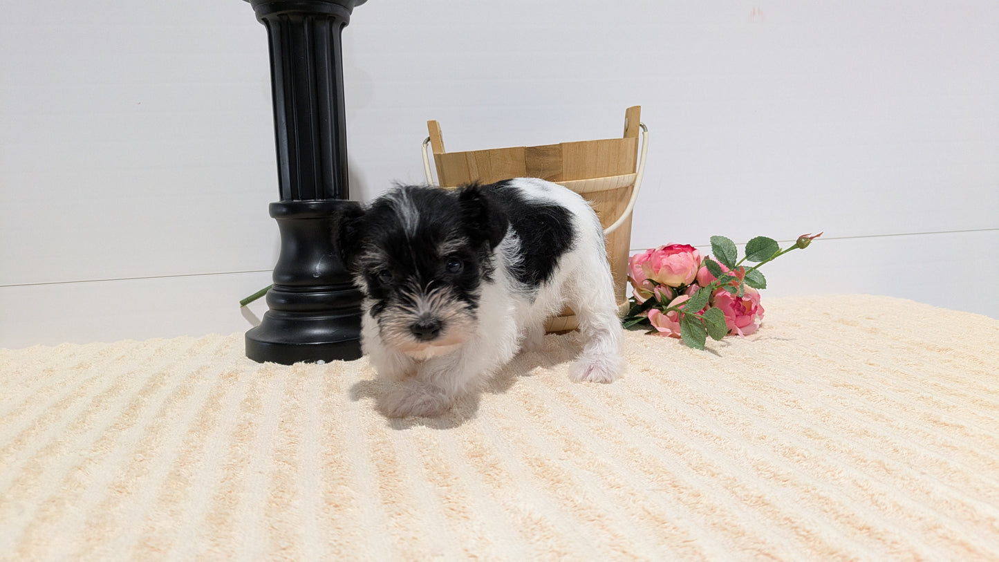 MINI SCHNAUZER (02/18) MALE