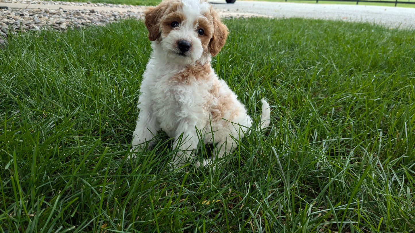 MINI GOLDENDOODLE (06/09) FEMALE