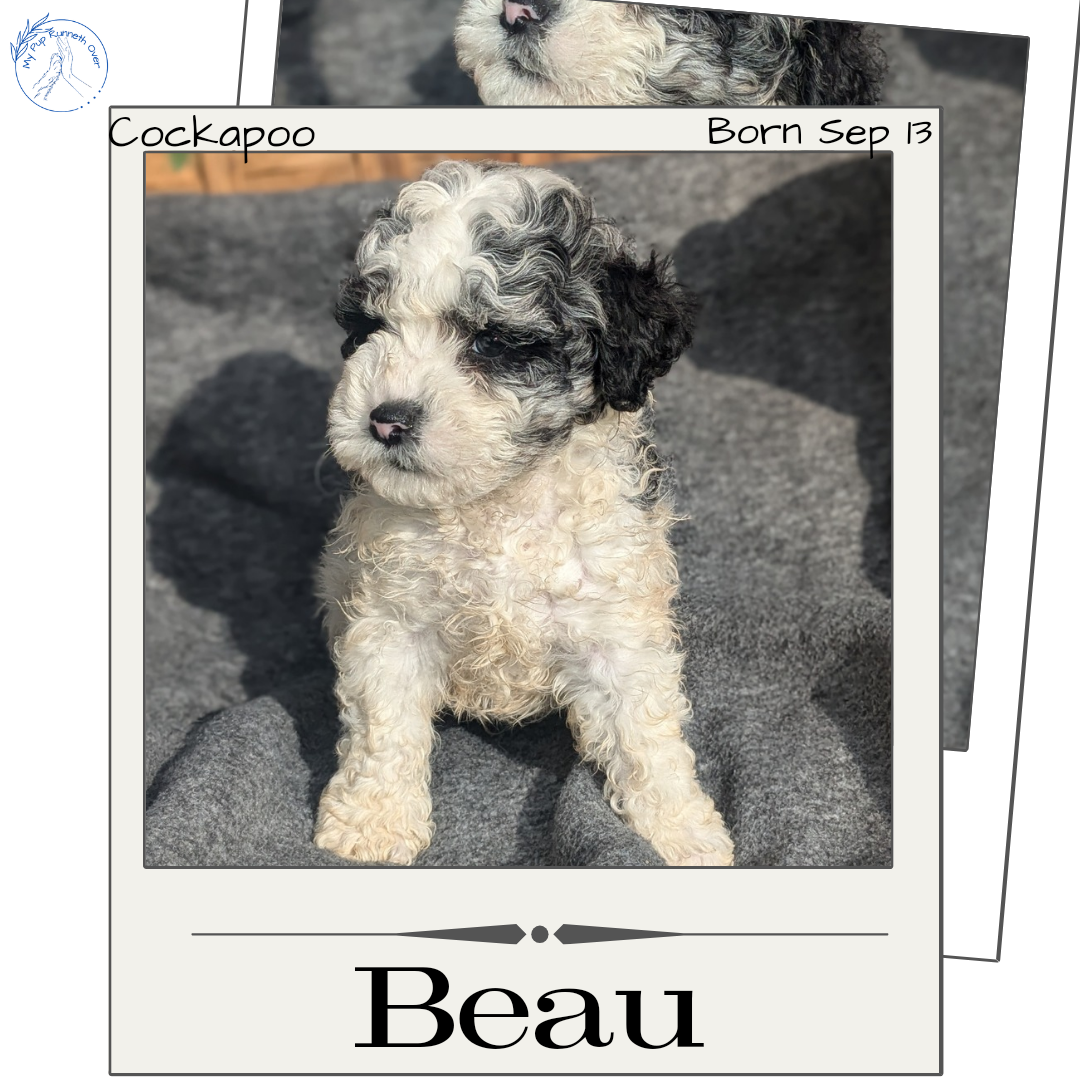 COCKAPOO (09/13) MALE