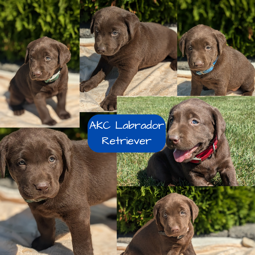 LABRADOR RETRIEVER (08/05) FEMALE