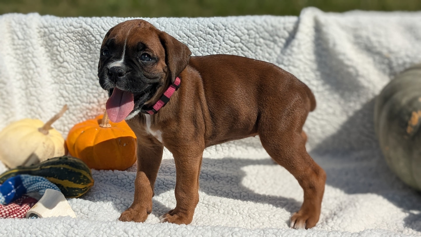 BOXER (08/27) FEMALE