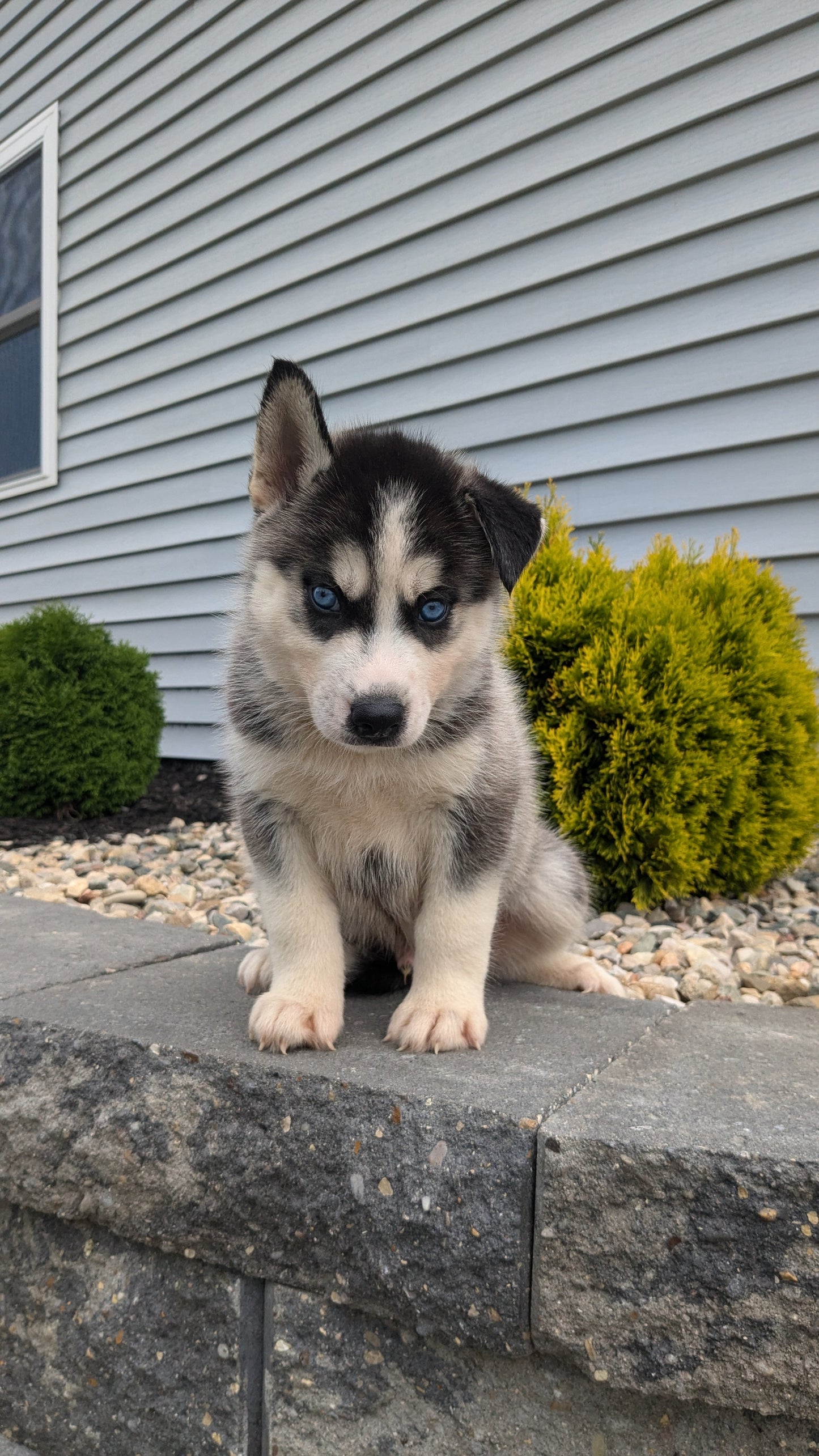 SIBERIAN HUSKY (06/22) MALE