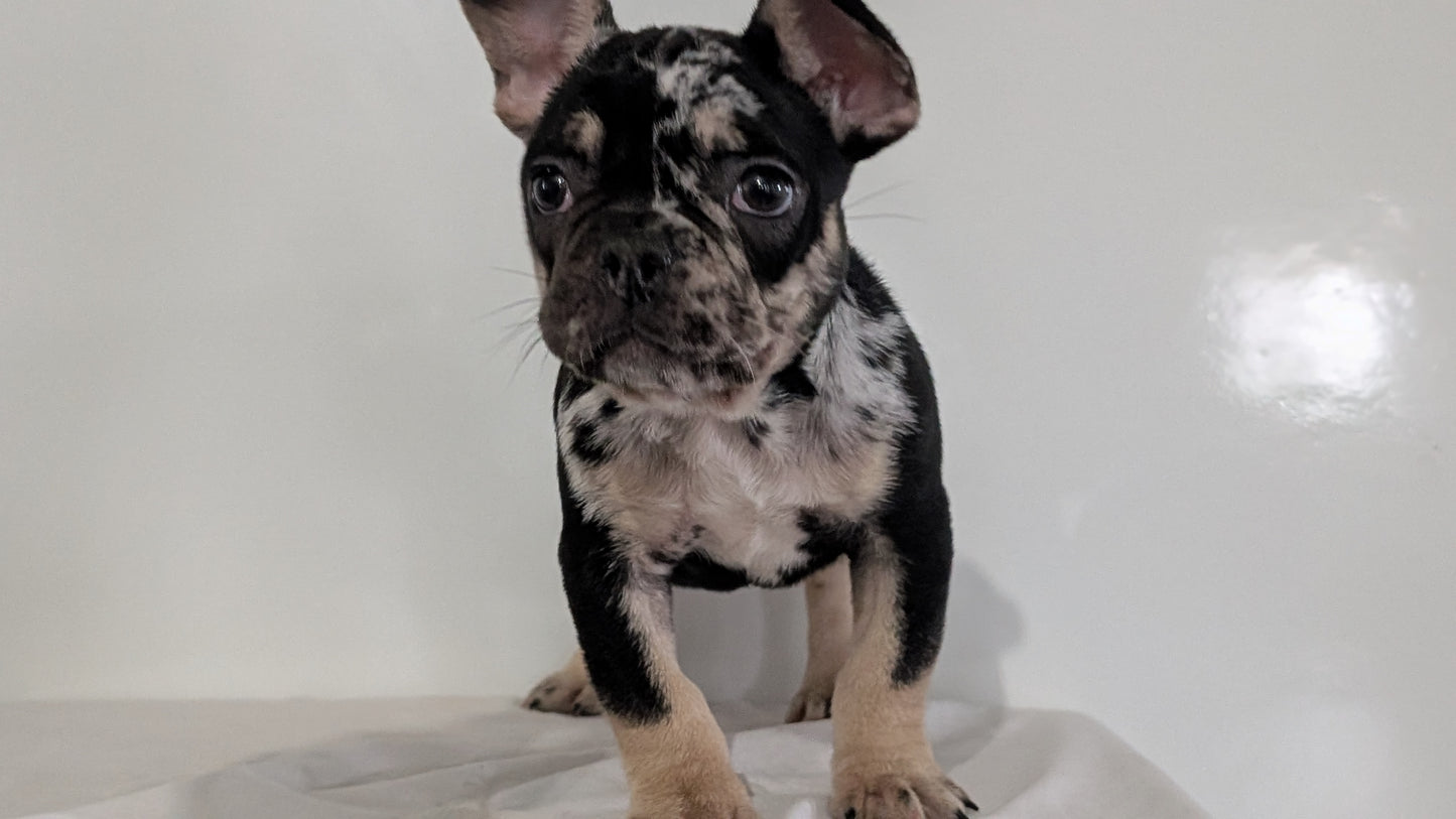FRENCH BULLDOG (JAN 20) MALE