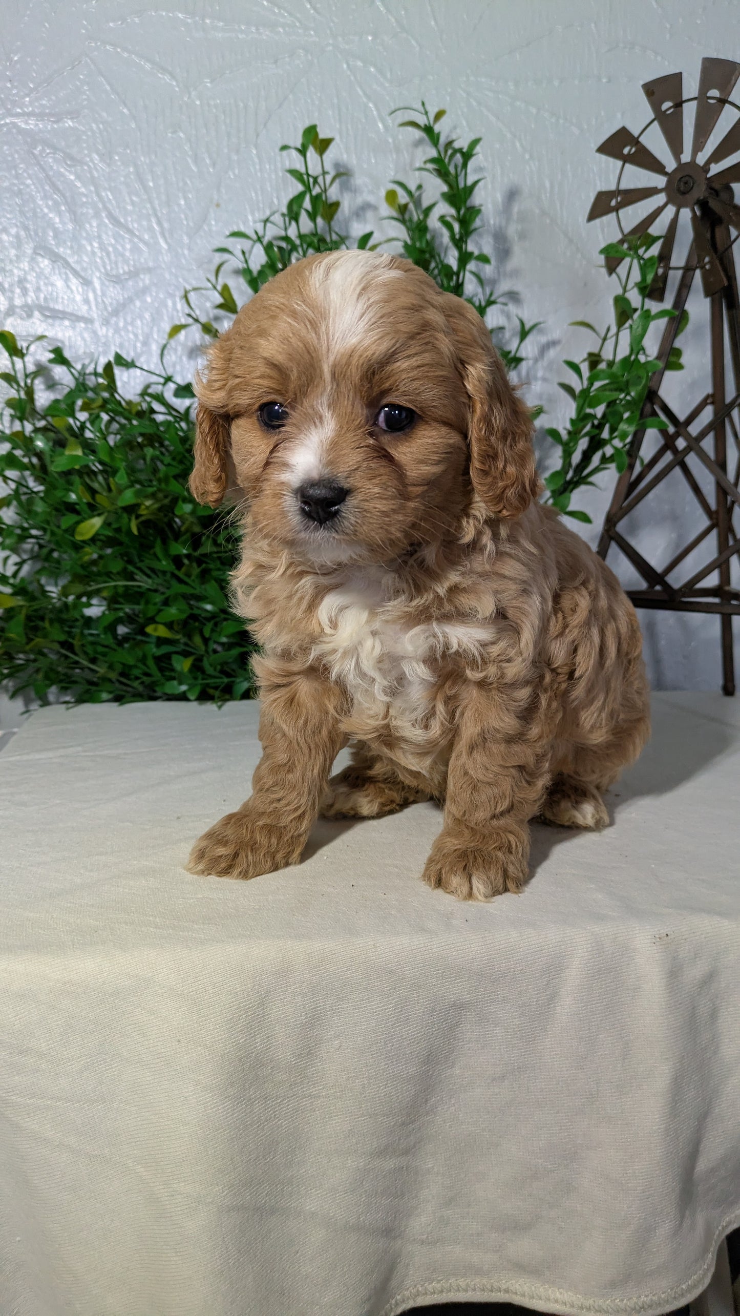 CAVAPOO (02/17) MALE