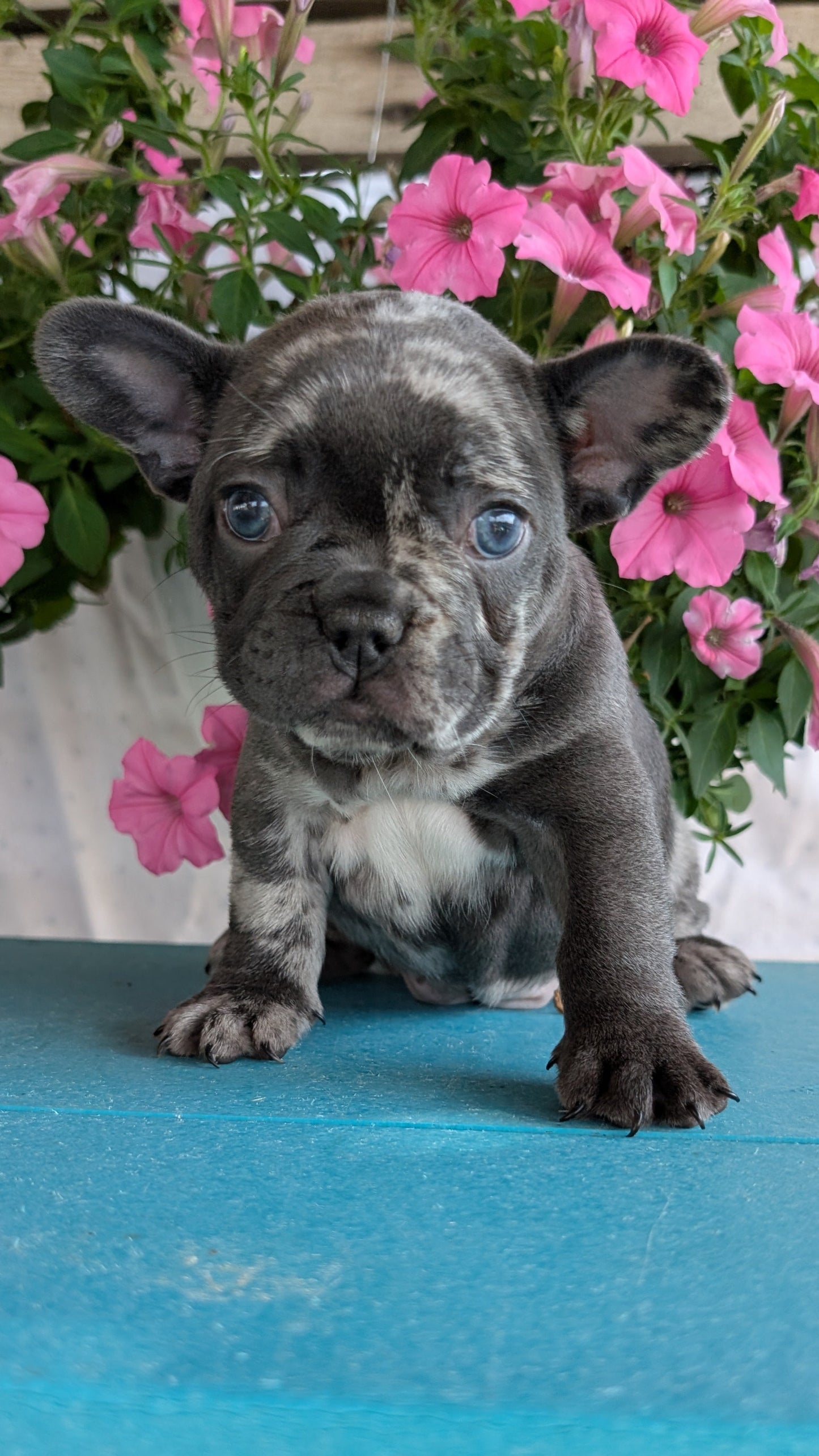 FRENCH BULLDOG (06/30) FEMALE