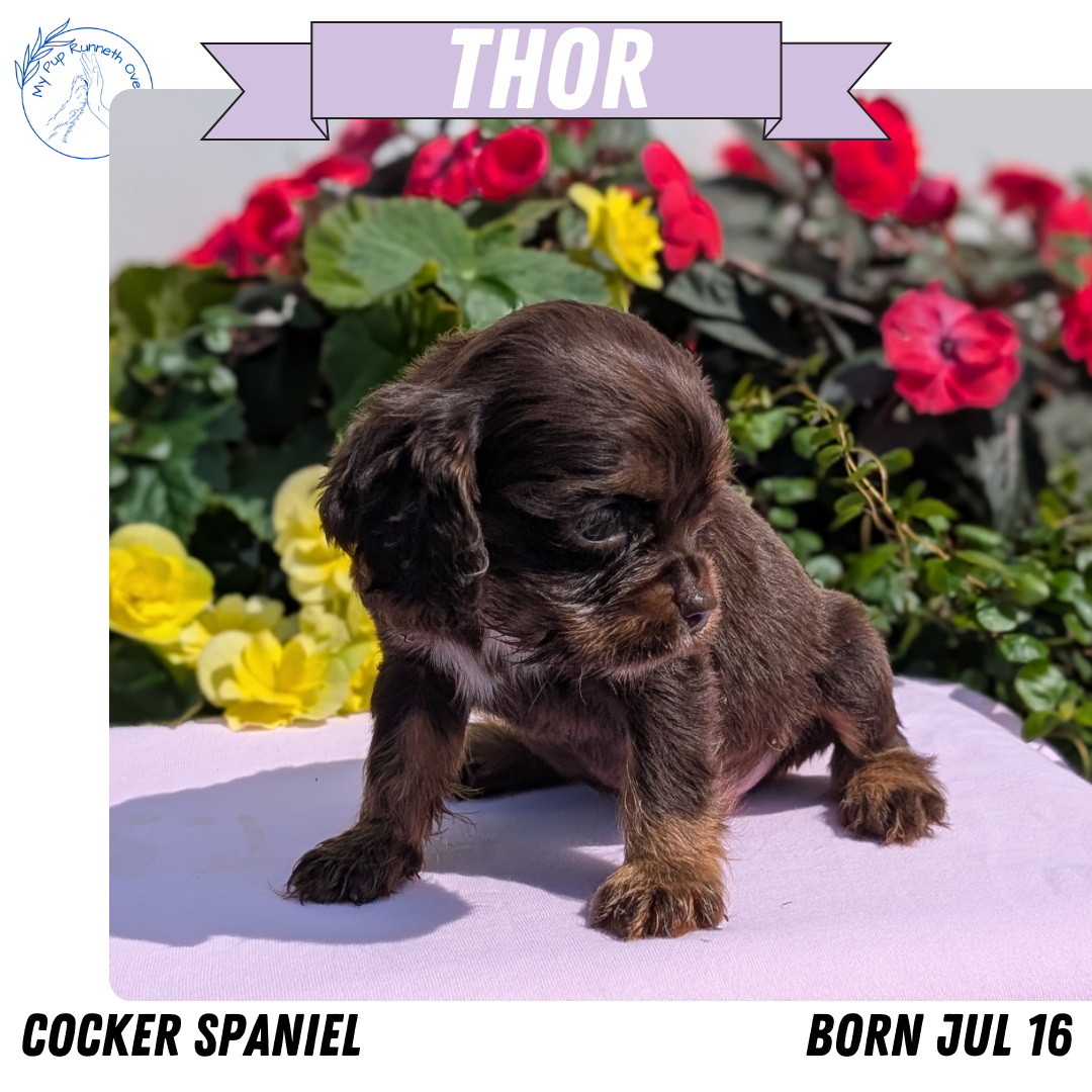 COCKER SPANIEL (07/16) MALE