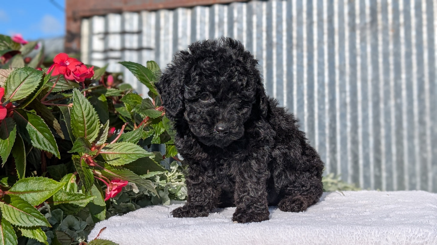 TOY POODLE (07/06) FEMALE