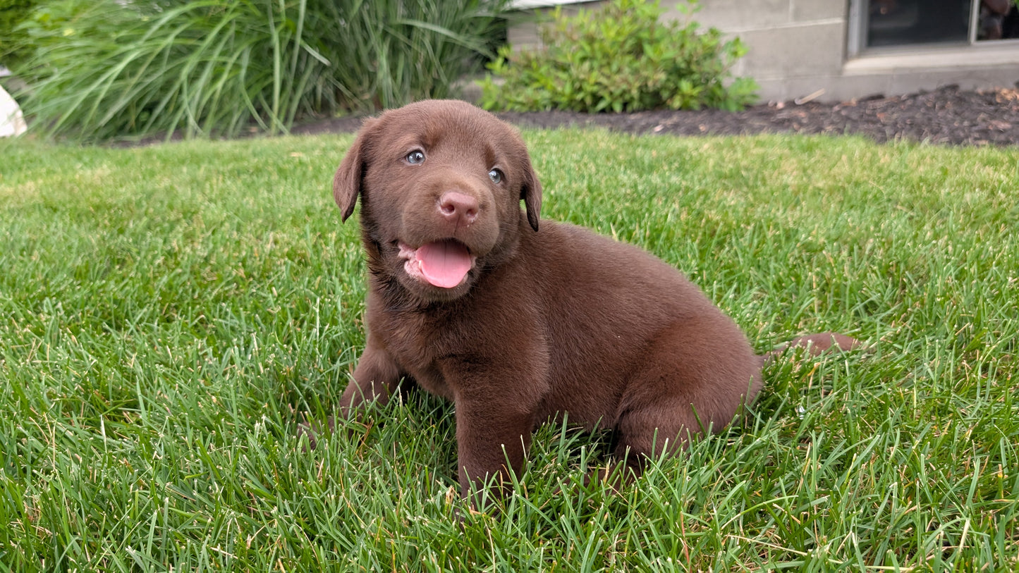 LABRADOR RETRIEVER (05/21) MALE