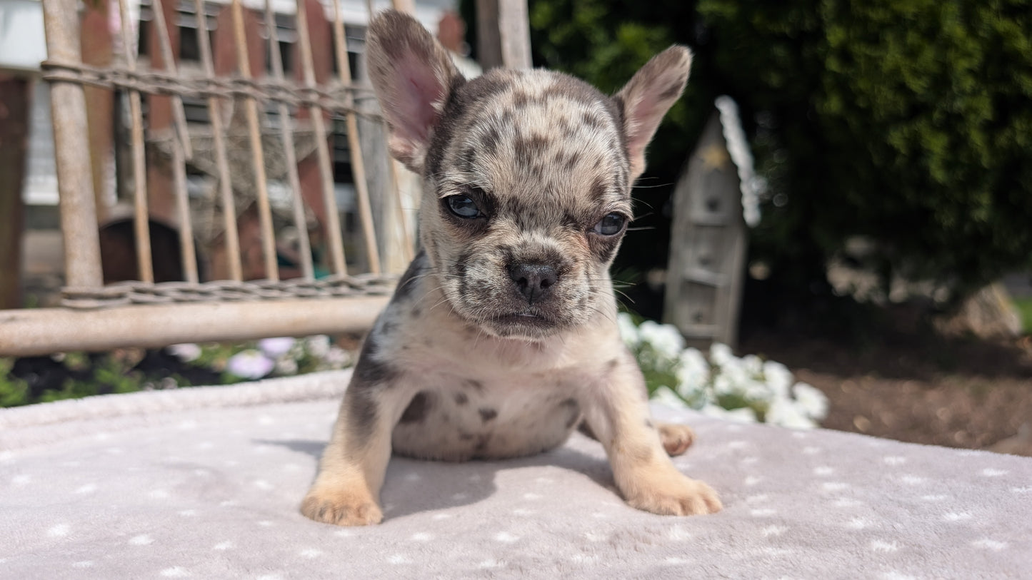 FRENCH BULLDOG (07/11) FEMALE