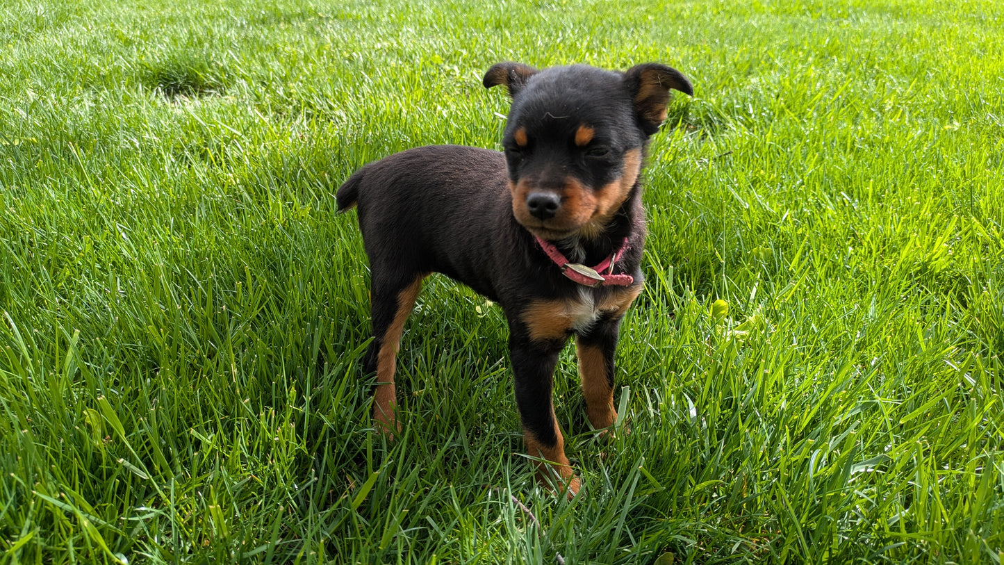 MINI PINSCHER (02/13) FEMALE
