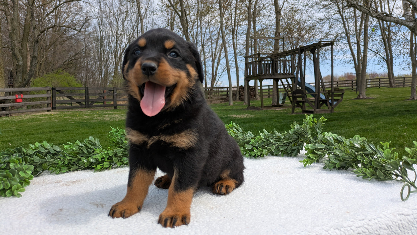 ROTTWEILER (03/18) MALE