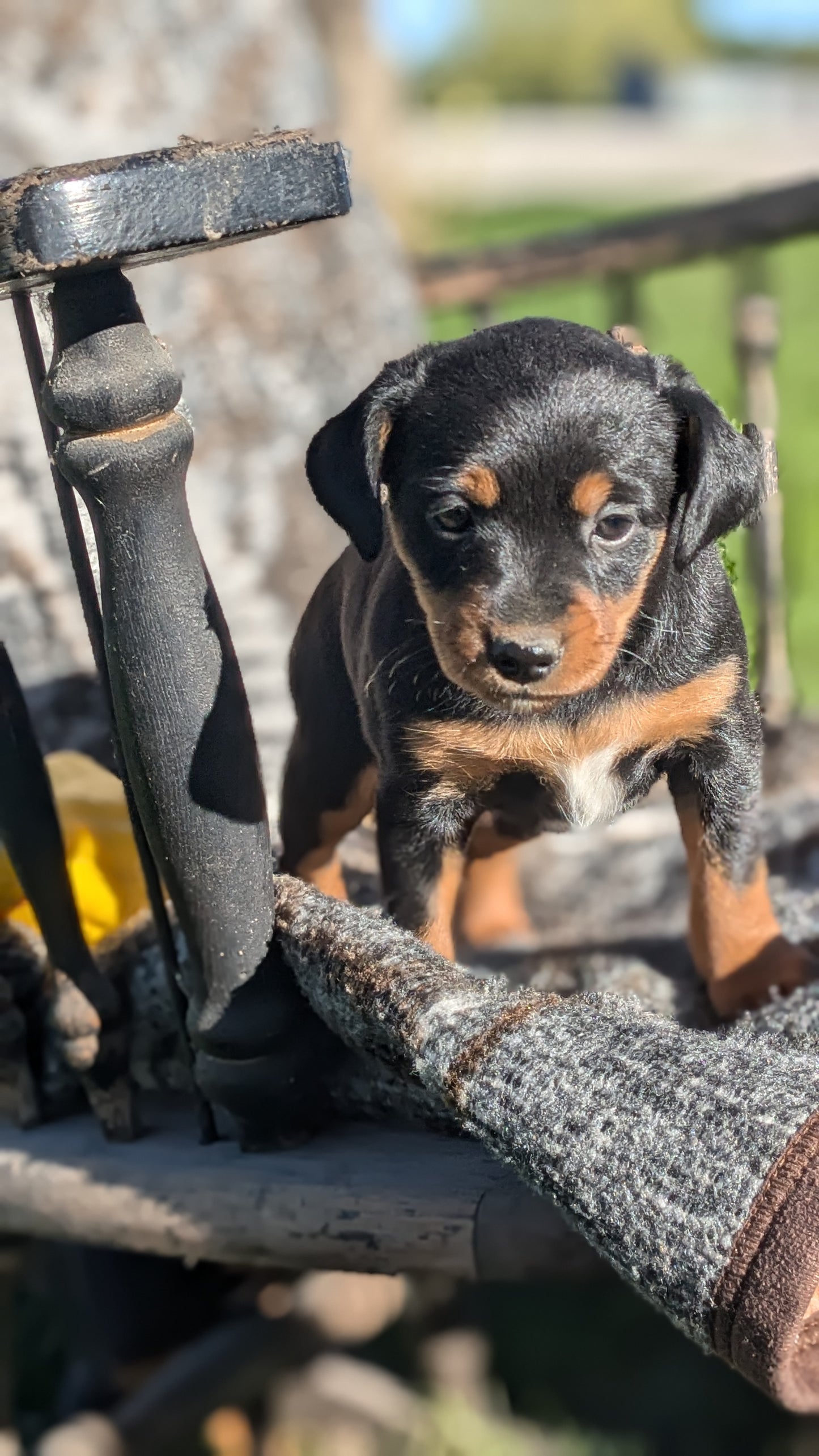 MINI PINSCHER (08/24) FEMALE