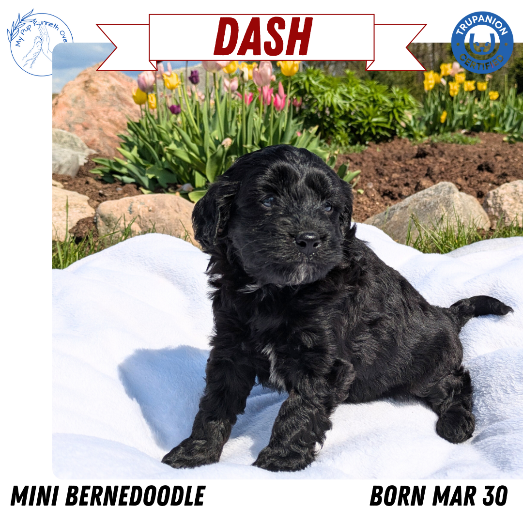 MINI BERNEDOODLE (03/30) MALE