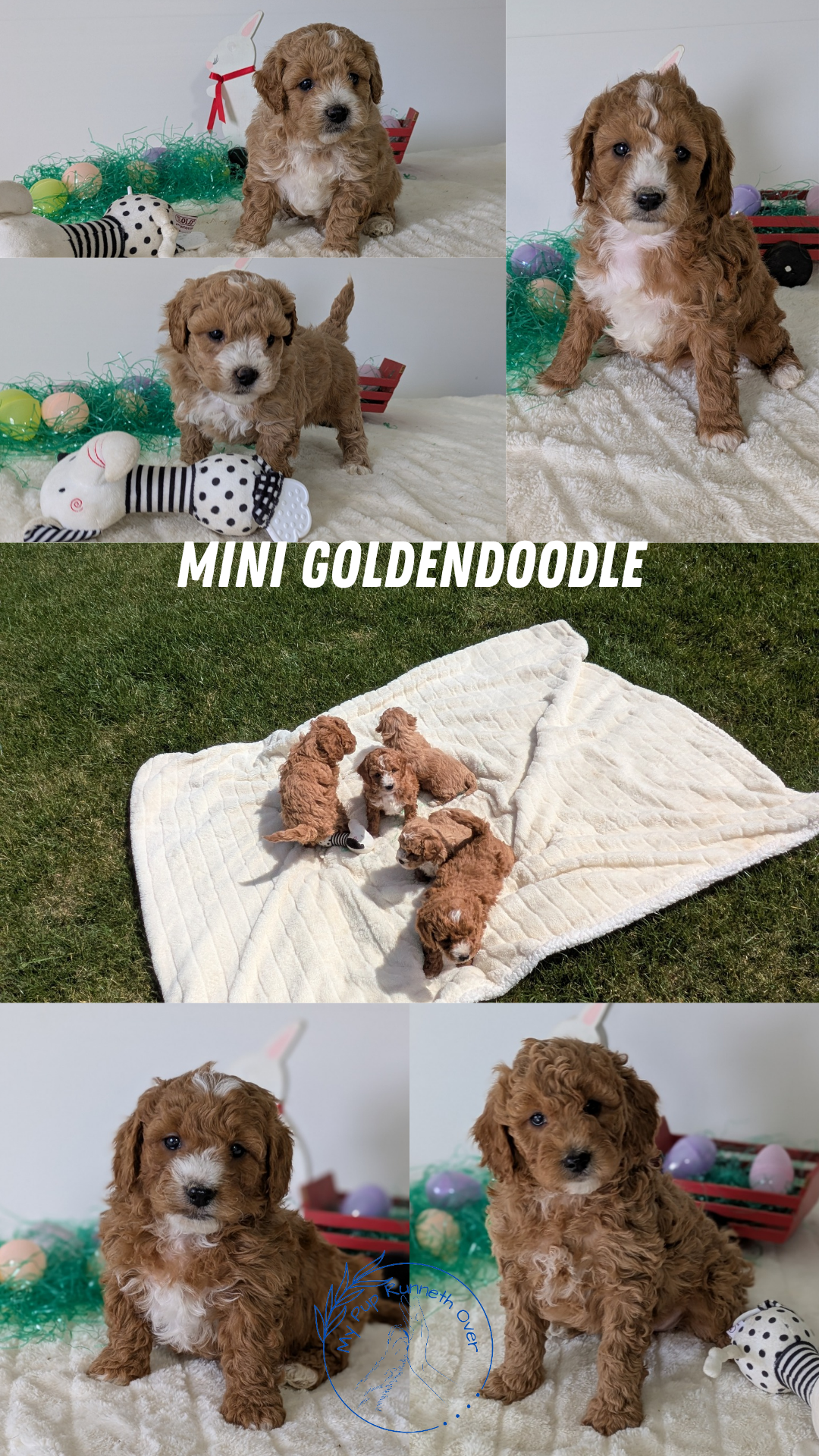 MINI GOLDENDOODLE (02/28) FEMALE