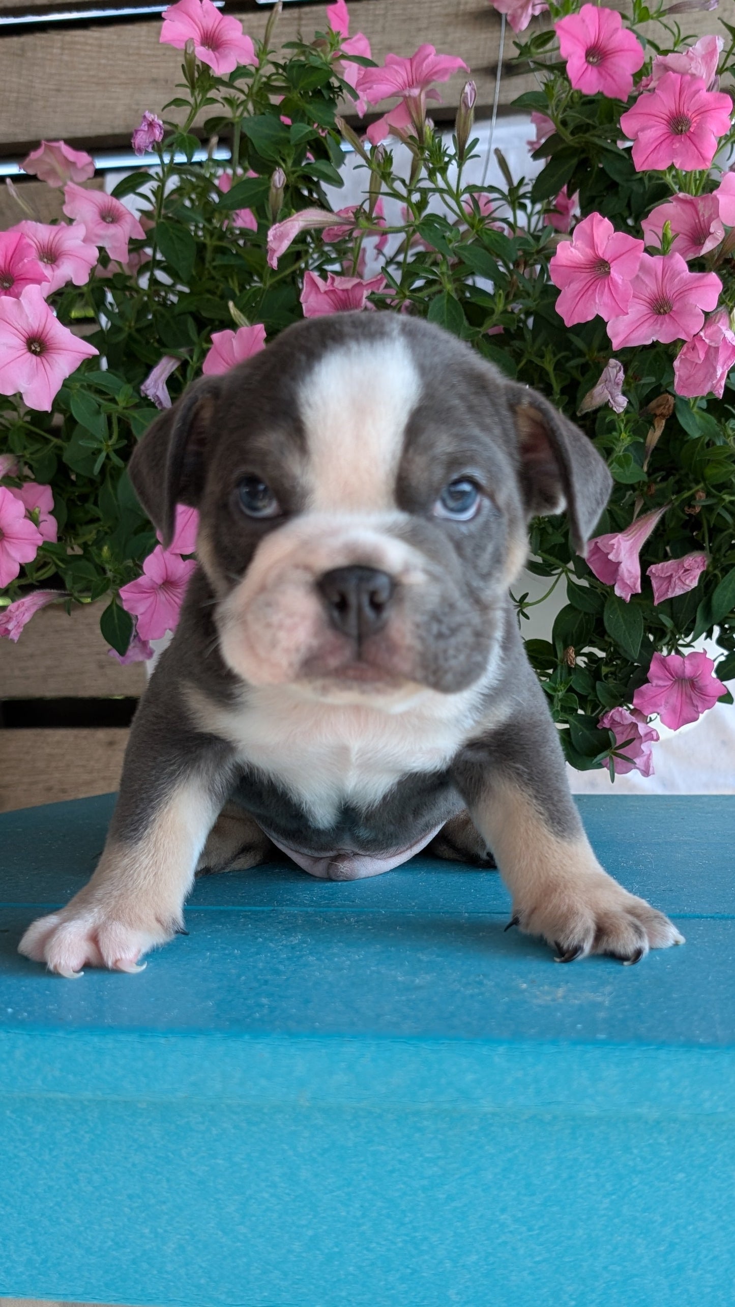 ENGLISH BULLDOG (06/30) MALE