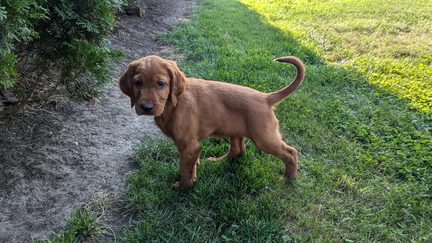 IRISH SETTER (07/20) FEMALE